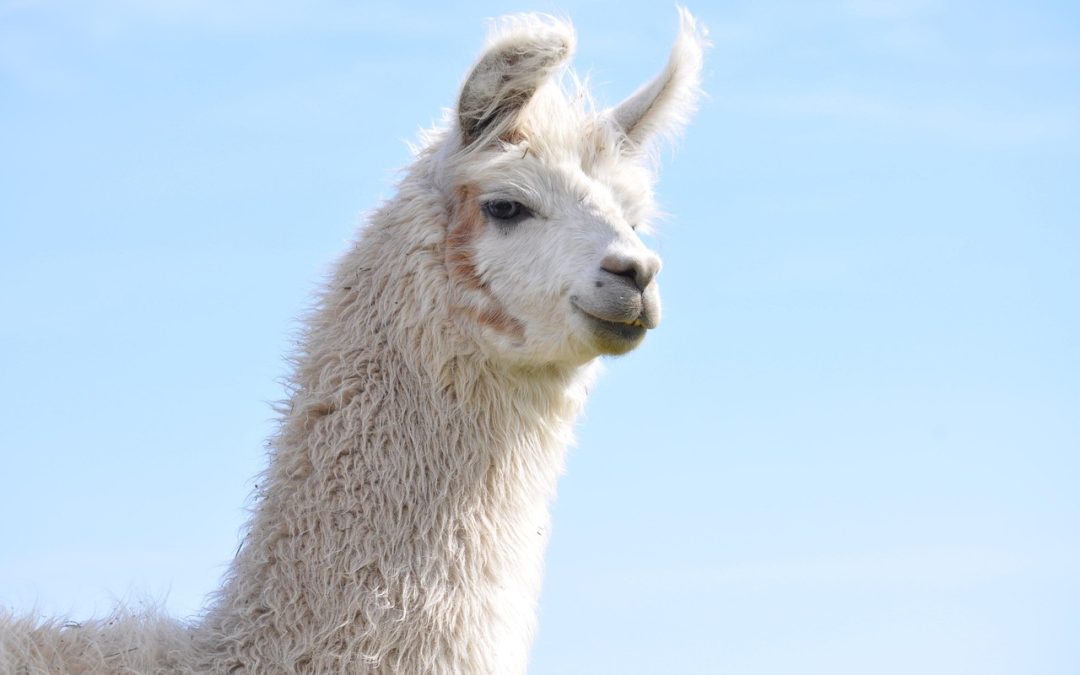 Pemanfaatan Teknologi dalam Pengawasan WNA Ilegal di Agam